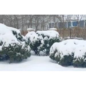 青岛大雪<span class=