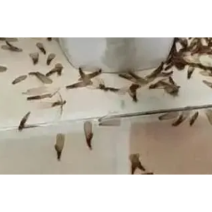 杭州梅雨过后街头树<span class=